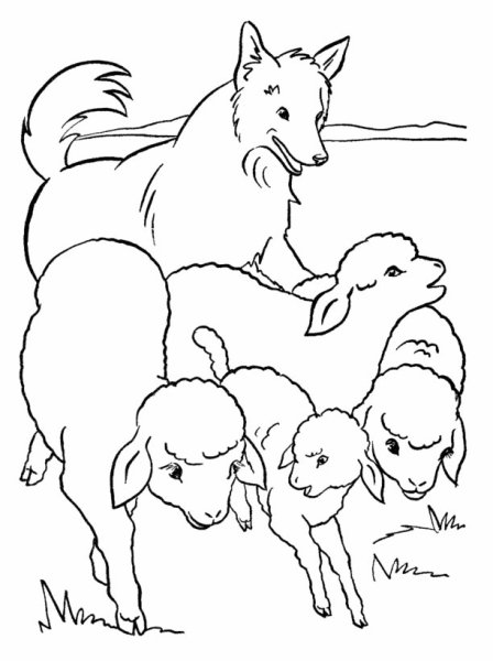 Волки и овцы раскраска