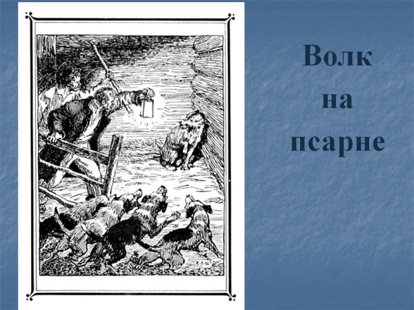 Волк на псарне