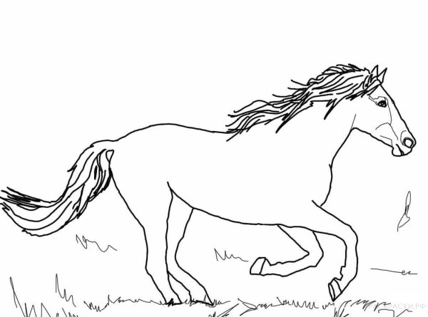 Раскраски бегущая лошадь (43 фото)