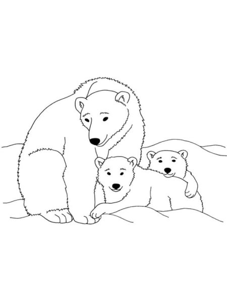 Белый медведь раскраска