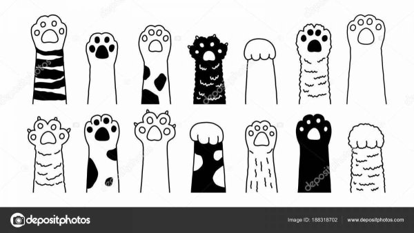 Кошачья лапка рисунок для срисовки