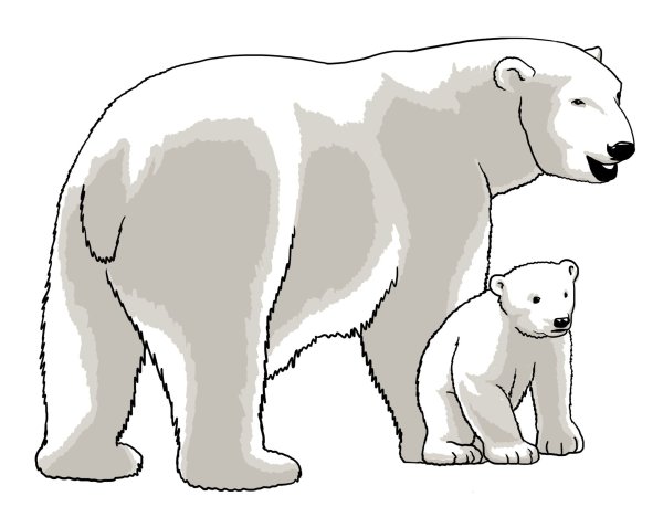 Нарисовать белого медведя