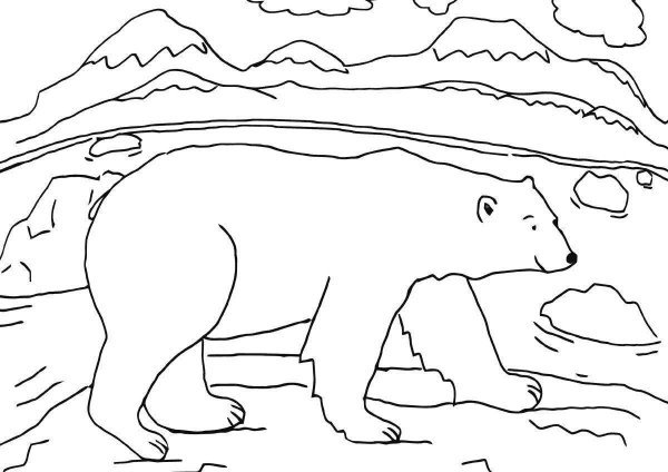 Раскраски белый медведь и северное сияние (42 фото)