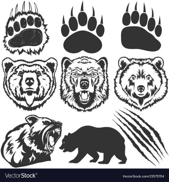 Раскраски лапы медведя (41 фото)