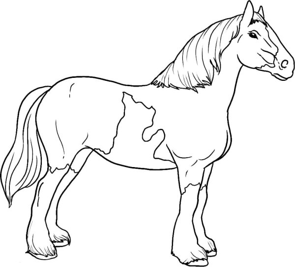 Лошадь рисунок
