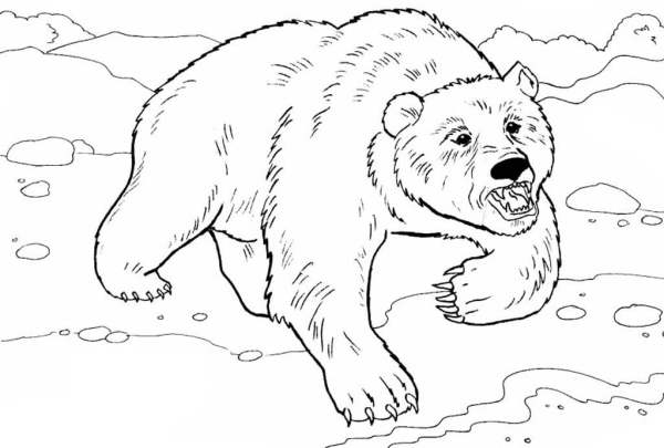 Медведь раскраска