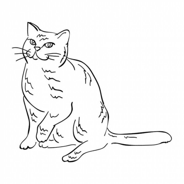 Раскраски британские котята (47 фото)
