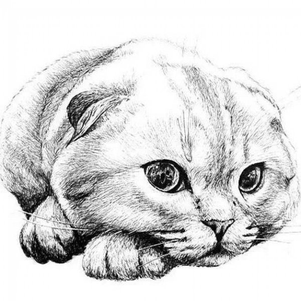 Раскраска вислоухий кот