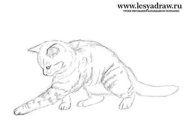 Раскраска вислоухий кот