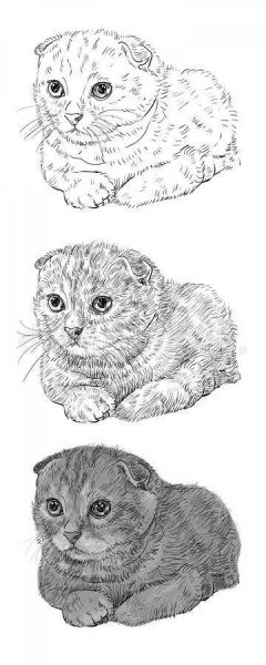 Шотландская вислоухая кошка рисунок