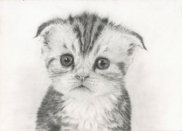 Вислоухий кот карандашом