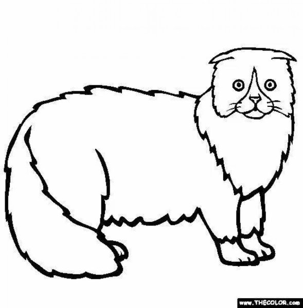 Вислоухая кошка раскраска