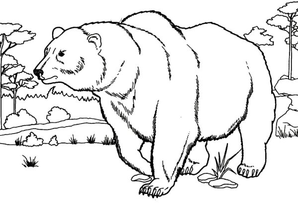 Раскраски бурый медведь маленькая (45 фото)