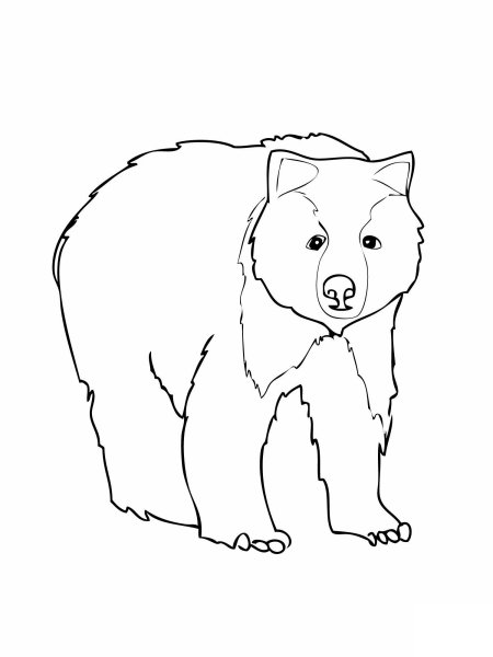 Медведь рисунок