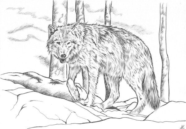 Раскраски лесной волк (45 фото)