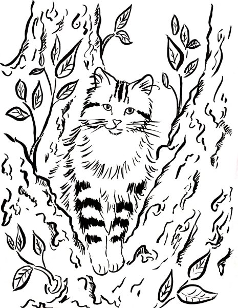 Лесная кошка раскраска