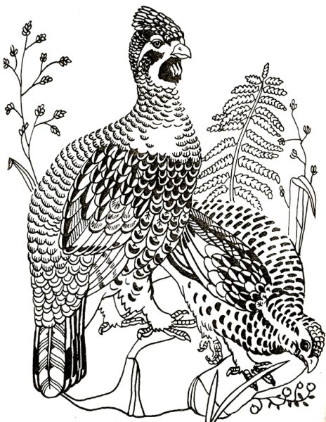 Рябчик рисунок