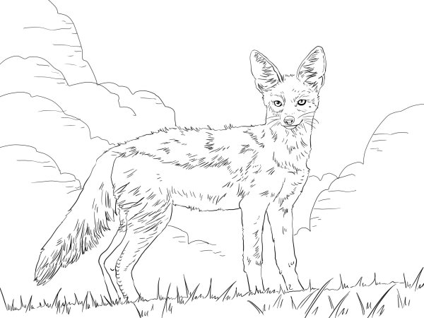 Корсак раскраска