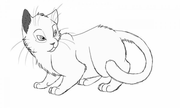 Кошка рисунок карандашом