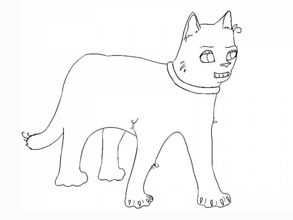 Раскраска кот