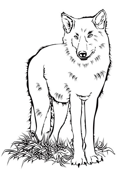 Раскраски волк большой (47 фото)