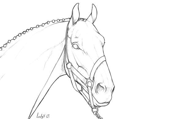 Раскраска портрет лошади