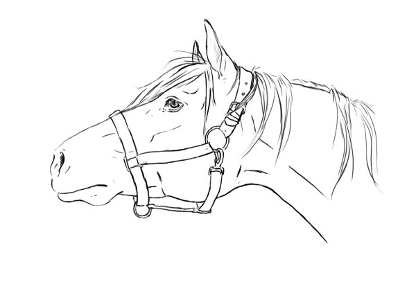 Раскраска голова лошади