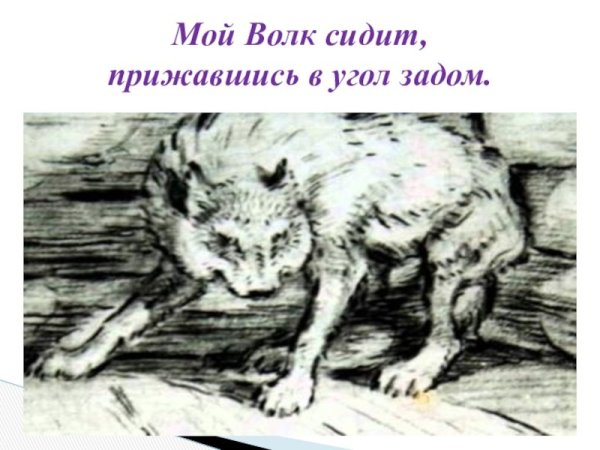 Мой волк сидит прижавшись в угол задом
