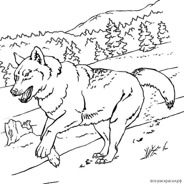 Раскраски волк простая (48 фото)