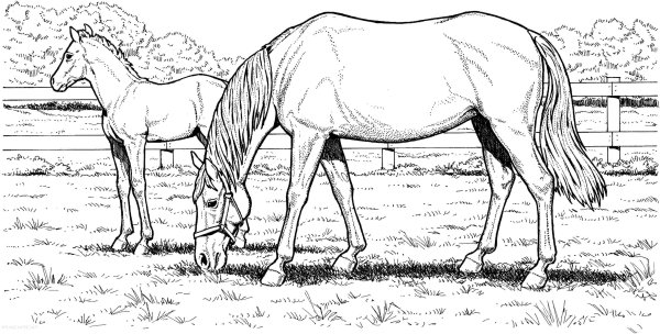 Раскраски лошади с картой (47 фото)
