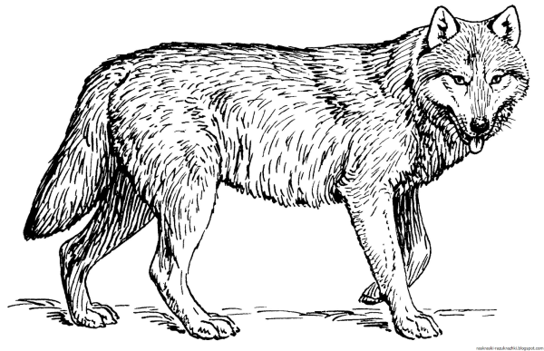 Раскраски волк с зубами (48 фото)