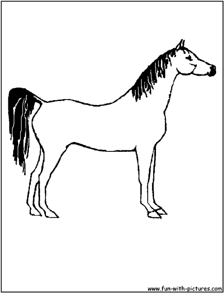 Раскраски лошадь арабской породы (45 фото)