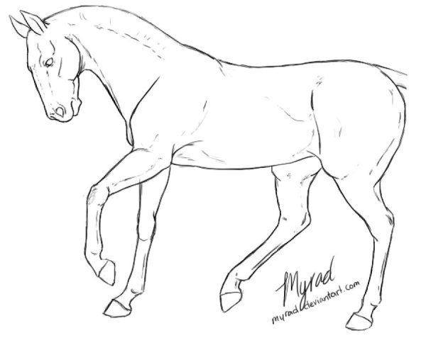 Раскраски лошадь без гривы и хвоста (45 фото)