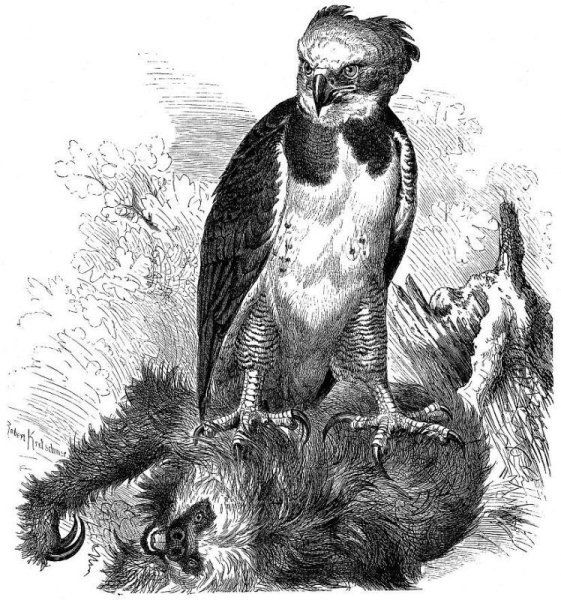 Гарпия эринийская