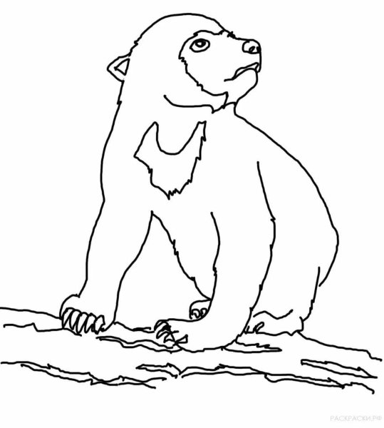 Раскраски гималайский медведь (42 фото)