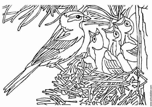 Рисунок карандашом гнездо с птенцами (37 фото) » Рисунки для срисовки и не только