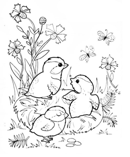 Раскраски гнездо с птицами и птенцами (42 фото)