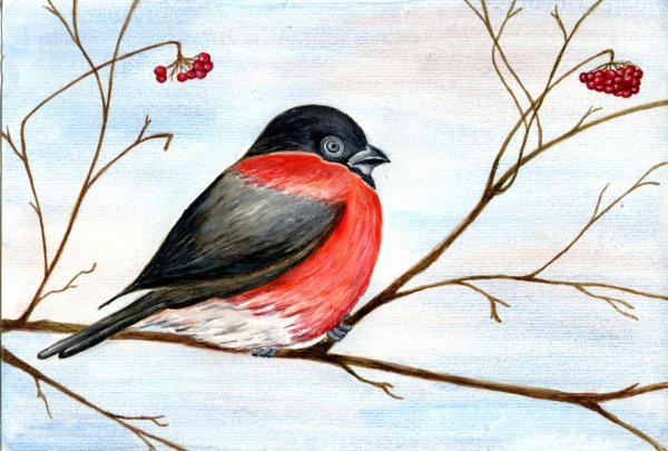 Снегирь рисунок для детей