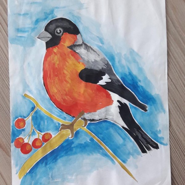 Снегирь рисунок