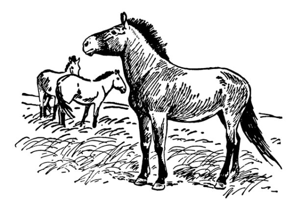 Раскраски лошадь пржевальского (47 фото)