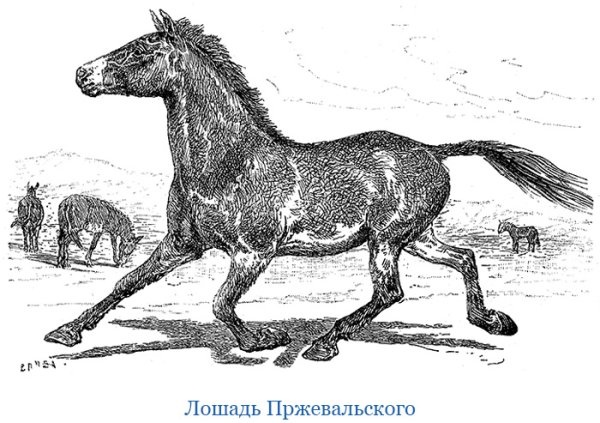 Пржевальский Николай Михайлович лошадь