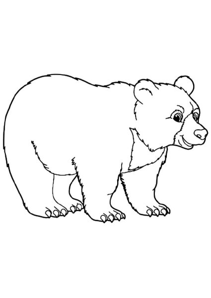 Медведь раскраска