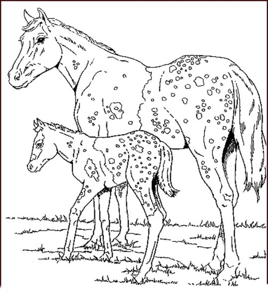 Раскраски лошадь с жеребенком (48 фото)