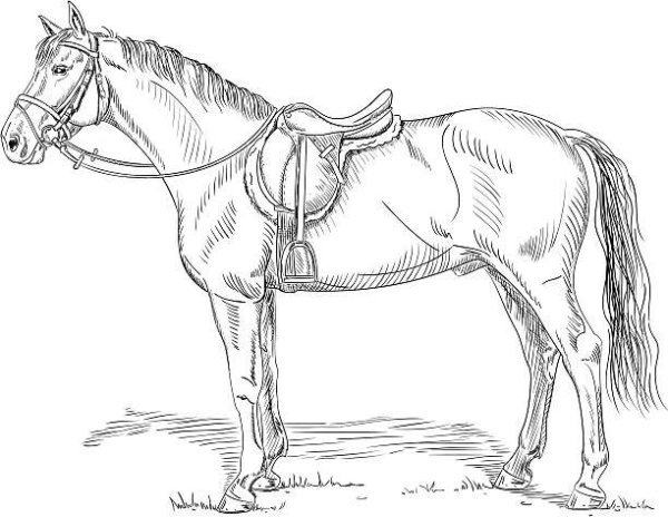 Раскраски лошадь с уздечкой (41 фото)