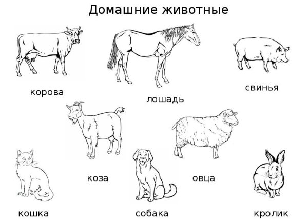 Домашние животные и их названия