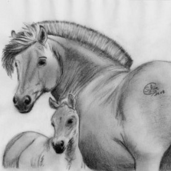 Пони лошадь рисунок карандашом