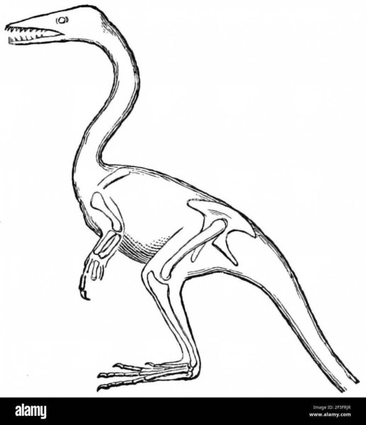 Раскраски динозавр галлимим (38 фото)