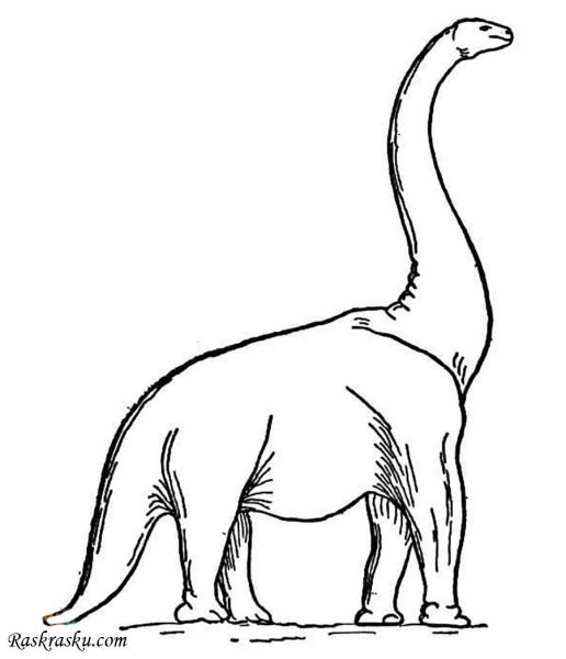 Раскраски динозавр диплодок (44 фото)