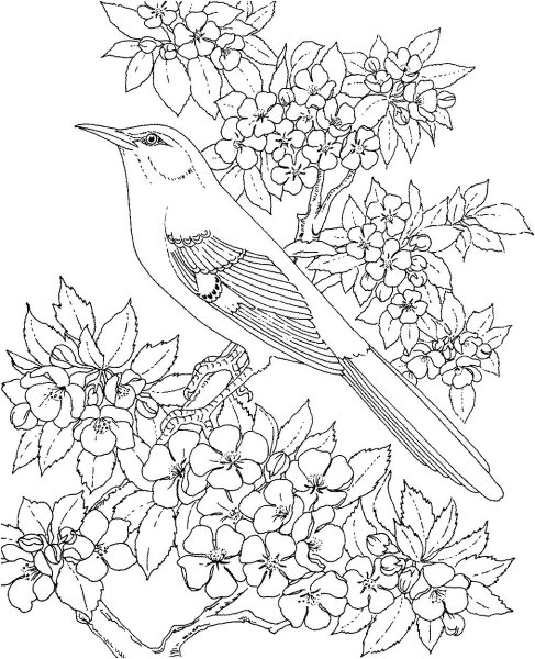 Раскраски маленькая птица в цветах (46 фото)