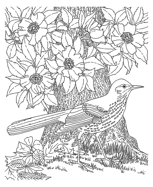 Птицы. Раскраска